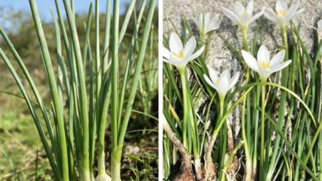 踏青挖野菜真的安全吗？警惕“伪装者”带来的健康隐患。