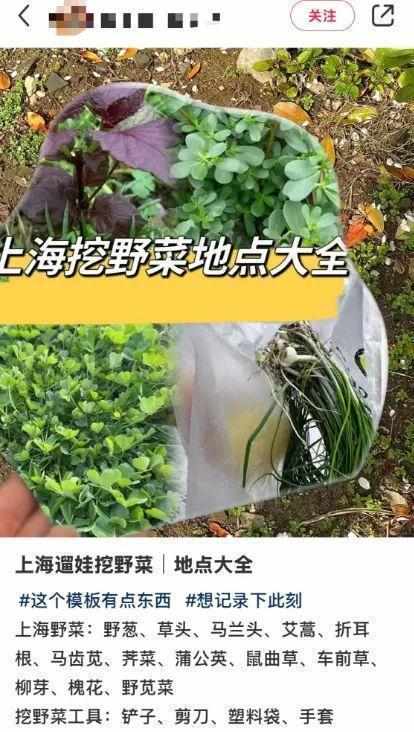  踏青挖野菜真的安全吗？警惕“伪装者”带来的健康隐患。 健康养生