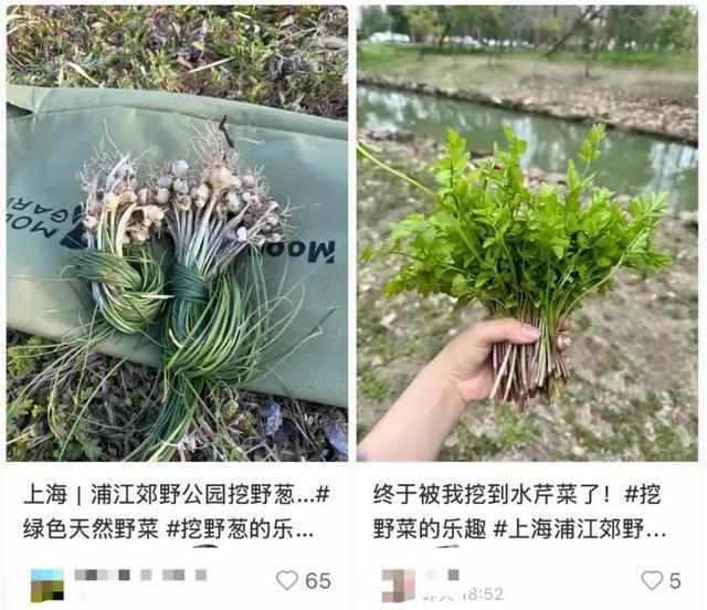  踏青挖野菜真的安全吗？警惕“伪装者”带来的健康隐患。 健康养生