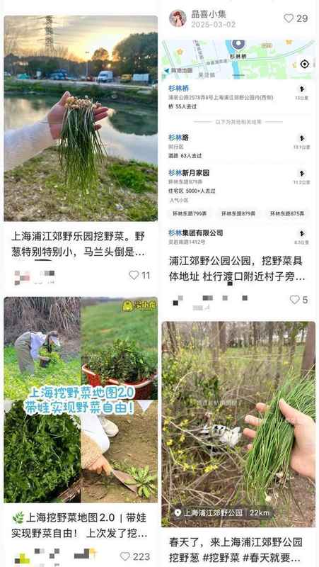  踏青挖野菜真的安全吗？警惕“伪装者”带来的健康隐患。 健康养生