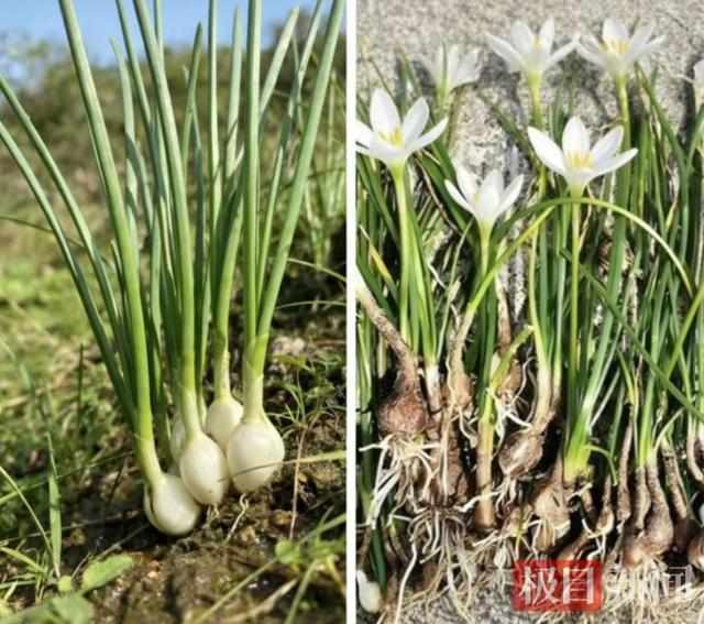  踏青挖野菜真的安全吗？警惕“伪装者”带来的健康隐患。 健康养生