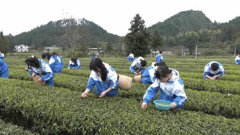  春假教育改革趋势：从课堂内卷迈向社会化实践的深水区 教育招生