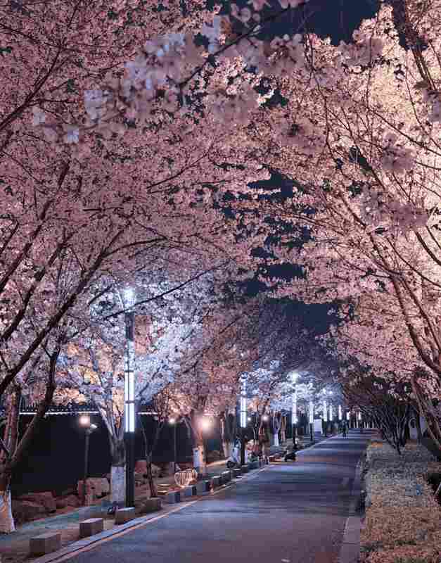 别让赏樱变成"赏人"：苏州本地人带路，解锁真正的小众秘境