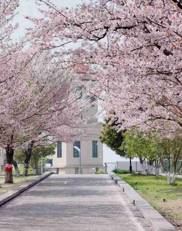  别让赏樱变成"赏人"：苏州本地人带路，解锁真正的小众秘境 文化旅游