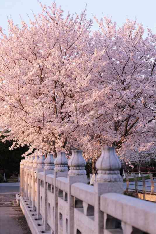  别让赏樱变成"赏人"：苏州本地人带路，解锁真正的小众秘境 文化旅游